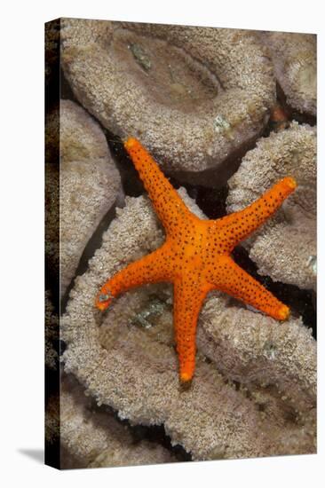 Thousand-pores Starfish (Fromia milleporella) adult, on coral, Lembeh Straits, Sulawesi-Colin Marshall-Stretched Canvas