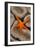 Thousand-pores Starfish (Fromia milleporella) adult, on coral, Lembeh Straits, Sulawesi-Colin Marshall-Framed Photographic Print