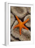 Thousand-pores Starfish (Fromia milleporella) adult, on coral, Lembeh Straits, Sulawesi-Colin Marshall-Framed Photographic Print