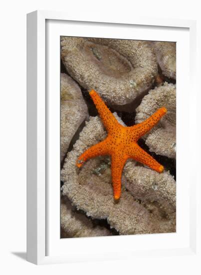 Thousand-pores Starfish (Fromia milleporella) adult, on coral, Lembeh Straits, Sulawesi-Colin Marshall-Framed Photographic Print