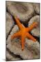 Thousand-pores Starfish (Fromia milleporella) adult, on coral, Lembeh Straits, Sulawesi-Colin Marshall-Mounted Photographic Print