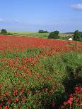 Landscape of a Field of Red Poppies in Flower in Summer, Near Beauvais, Picardie, France-Thouvenin Guy-Photographic Print