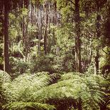 Fern Forest Filtered-THPStock-Stretched Canvas