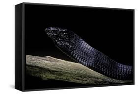 Thrasops Jacksonii (Black Tree Snake)-Paul Starosta-Framed Stretched Canvas