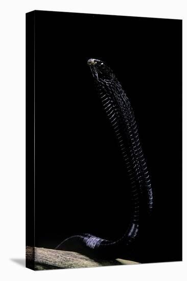 Thrasops Jacksonii (Black Tree Snake)-Paul Starosta-Stretched Canvas