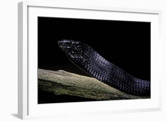 Thrasops Jacksonii (Black Tree Snake)-Paul Starosta-Framed Photographic Print