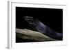 Thrasops Jacksonii (Black Tree Snake)-Paul Starosta-Framed Photographic Print