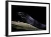 Thrasops Jacksonii (Black Tree Snake)-Paul Starosta-Framed Photographic Print