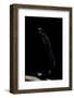 Thrasops Jacksonii (Black Tree Snake)-Paul Starosta-Framed Photographic Print