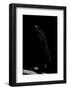 Thrasops Jacksonii (Black Tree Snake)-Paul Starosta-Framed Photographic Print