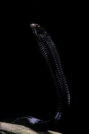 Atheris Chlorechis (Bush Viper)' Photographic Print - Paul Starosta