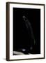 Thrasops Jacksonii (Black Tree Snake)-Paul Starosta-Framed Photographic Print