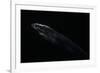 Thrasops Jacksonii (Black Tree Snake)-Paul Starosta-Framed Photographic Print