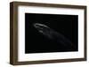 Thrasops Jacksonii (Black Tree Snake)-Paul Starosta-Framed Photographic Print
