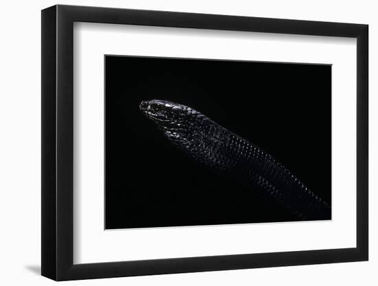 Thrasops Jacksonii (Black Tree Snake)-Paul Starosta-Framed Photographic Print