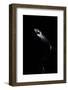 Thrasops Jacksonii (Black Tree Snake)-Paul Starosta-Framed Photographic Print