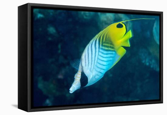 Thread Fin Butterflyfish (Chaetodon Auriga), Usually Seen in Pairs, Queensland, Australia, Pacific-Louise Murray-Framed Stretched Canvas