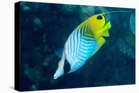 Thread Fin Butterflyfish (Chaetodon Auriga), Usually Seen in Pairs, Queensland, Australia, Pacific-Louise Murray-Stretched Canvas