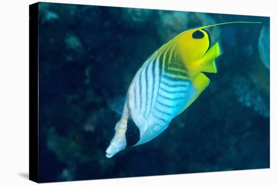 Thread Fin Butterflyfish (Chaetodon Auriga), Usually Seen in Pairs, Queensland, Australia, Pacific-Louise Murray-Stretched Canvas