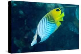 Thread Fin Butterflyfish (Chaetodon Auriga), Usually Seen in Pairs, Queensland, Australia, Pacific-Louise Murray-Stretched Canvas