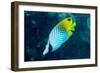 Thread Fin Butterflyfish (Chaetodon Auriga), Usually Seen in Pairs, Queensland, Australia, Pacific-Louise Murray-Framed Photographic Print