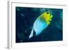 Thread Fin Butterflyfish (Chaetodon Auriga), Usually Seen in Pairs, Queensland, Australia, Pacific-Louise Murray-Framed Photographic Print