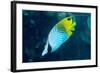 Thread Fin Butterflyfish (Chaetodon Auriga), Usually Seen in Pairs, Queensland, Australia, Pacific-Louise Murray-Framed Photographic Print