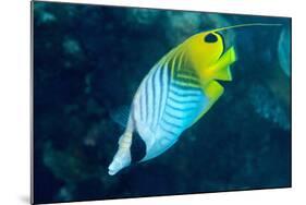 Thread Fin Butterflyfish (Chaetodon Auriga), Usually Seen in Pairs, Queensland, Australia, Pacific-Louise Murray-Mounted Photographic Print