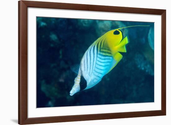 Thread Fin Butterflyfish (Chaetodon Auriga), Usually Seen in Pairs, Queensland, Australia, Pacific-Louise Murray-Framed Photographic Print