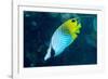 Thread Fin Butterflyfish (Chaetodon Auriga), Usually Seen in Pairs, Queensland, Australia, Pacific-Louise Murray-Framed Photographic Print