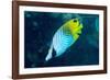 Thread Fin Butterflyfish (Chaetodon Auriga), Usually Seen in Pairs, Queensland, Australia, Pacific-Louise Murray-Framed Photographic Print