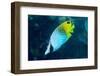 Thread Fin Butterflyfish (Chaetodon Auriga), Usually Seen in Pairs, Queensland, Australia, Pacific-Louise Murray-Framed Photographic Print