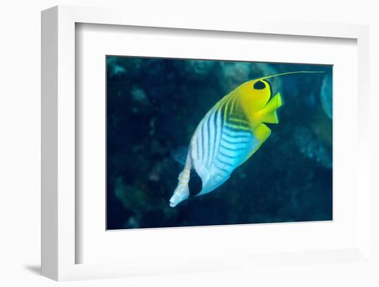 Thread Fin Butterflyfish (Chaetodon Auriga), Usually Seen in Pairs, Queensland, Australia, Pacific-Louise Murray-Framed Photographic Print