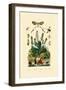 Thread-Winged Antlion, 1833-39-null-Framed Premium Giclee Print