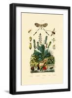 Thread-Winged Antlion, 1833-39-null-Framed Premium Giclee Print