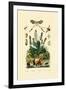 Thread-Winged Antlion, 1833-39-null-Framed Giclee Print