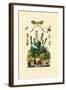 Thread-Winged Antlion, 1833-39-null-Framed Giclee Print