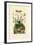 Thread-Winged Antlion, 1833-39-null-Framed Giclee Print