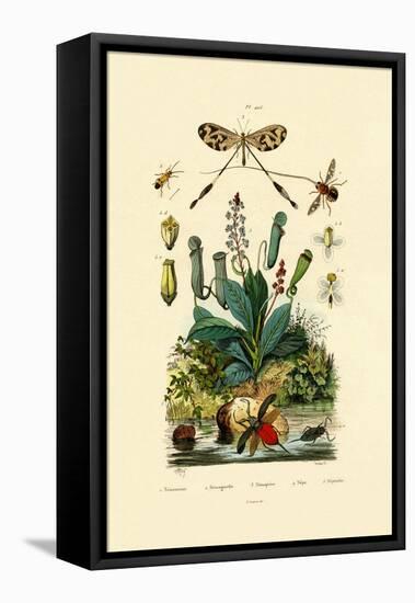 Thread-Winged Antlion, 1833-39-null-Framed Stretched Canvas