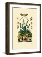 Thread-Winged Antlion, 1833-39-null-Framed Giclee Print