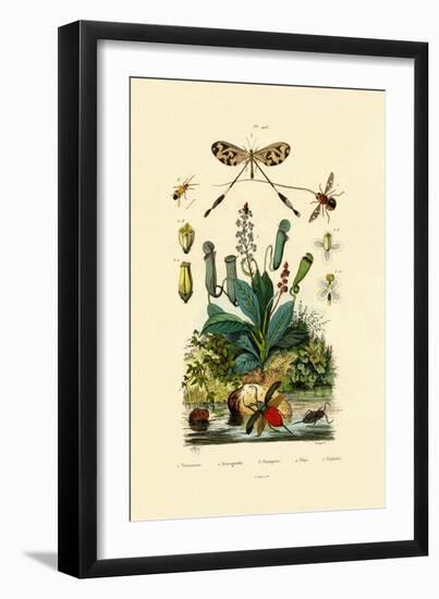 Thread-Winged Antlion, 1833-39-null-Framed Giclee Print