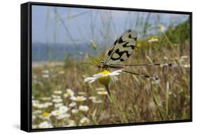 Thread-Winged - Spoonwing Lacewing - Antlion (Nemoptera Sinuata) Feeding-Nick Upton-Framed Stretched Canvas