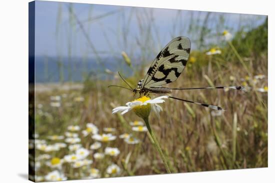 Thread-Winged - Spoonwing Lacewing - Antlion (Nemoptera Sinuata) Feeding-Nick Upton-Stretched Canvas