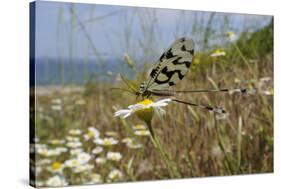 Thread-Winged - Spoonwing Lacewing - Antlion (Nemoptera Sinuata) Feeding-Nick Upton-Stretched Canvas