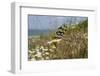 Thread-Winged - Spoonwing Lacewing - Antlion (Nemoptera Sinuata) Feeding-Nick Upton-Framed Photographic Print