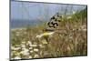 Thread-Winged - Spoonwing Lacewing - Antlion (Nemoptera Sinuata) Feeding-Nick Upton-Mounted Photographic Print