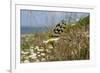 Thread-Winged - Spoonwing Lacewing - Antlion (Nemoptera Sinuata) Feeding-Nick Upton-Framed Photographic Print