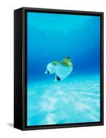 Threadfin Brtterflyfish-null-Framed Stretched Canvas