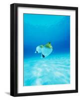 Threadfin Brtterflyfish-null-Framed Photographic Print