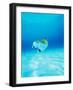 Threadfin Brtterflyfish-null-Framed Photographic Print